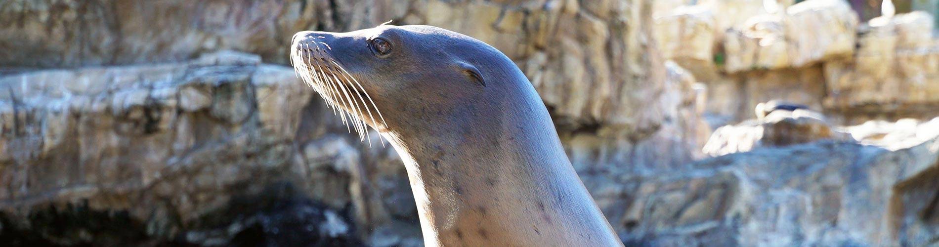 Sea Lion and Otter Spotlight