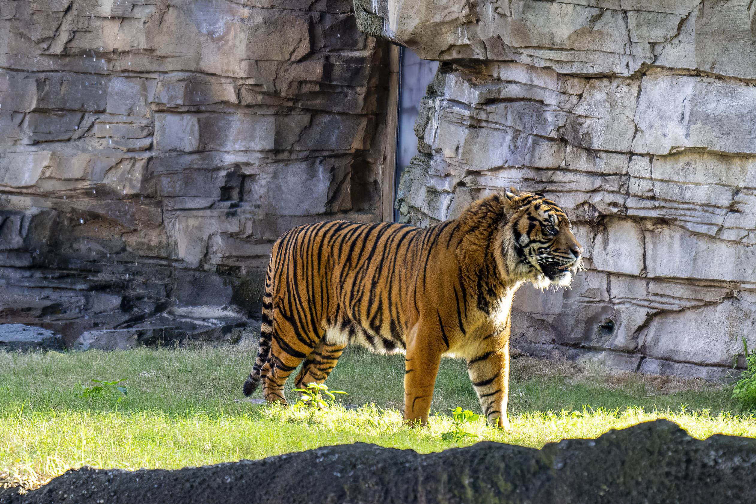 Novo tigre ameaçado chega ao Busch Gardens Tampa Bay