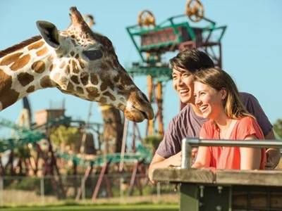 Novo tigre ameaçado chega ao Busch Gardens Tampa Bay